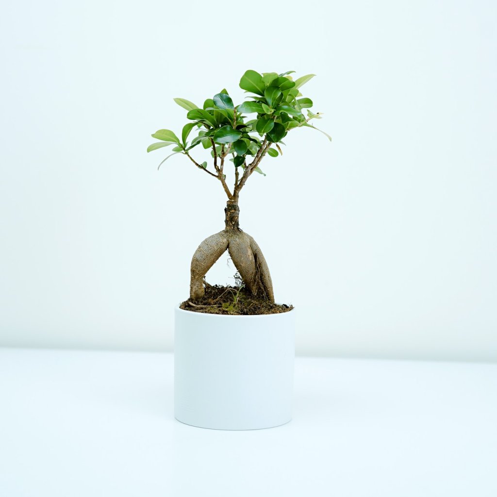 שירותי גינון וצומח